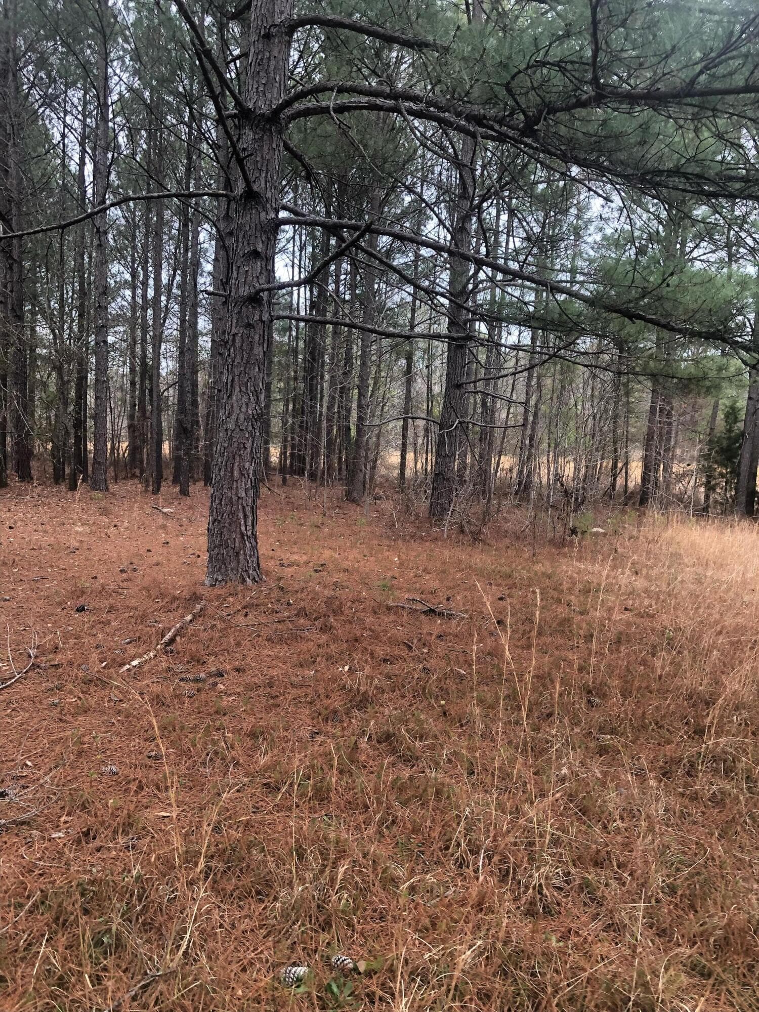 Undeveloped at 4.17 Acres Starr Hinson Road, Thomson, GA 30824, photo 12 of 17