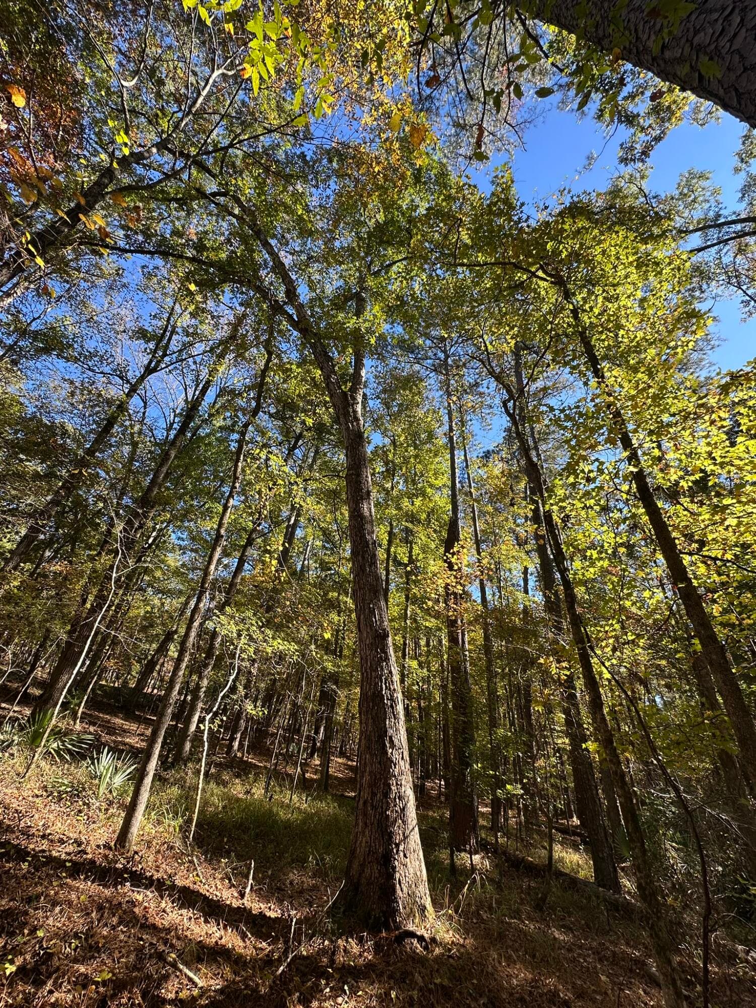 Residential Lot at 167 7 Southwind Drive, McCormick, SC 29835, photo 8 of 18