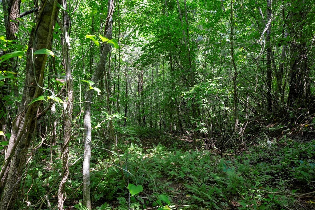 Land at 0 E Buffalo, Robbinsville, NC 28771, photo 4 of 6