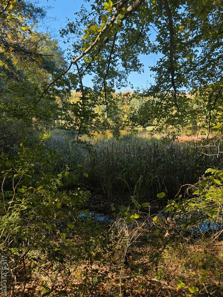 Residential Lot-Restricted,Unimproved Land at Lot 12 Canoe Creek, Gaston NC 27832, Gaston, photo 7 of 8