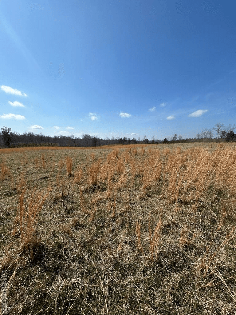 Acreage,Unimproved Land at 0000 Wightman Rd., Chase City VA 23924, Chase City, photo 4 of 7