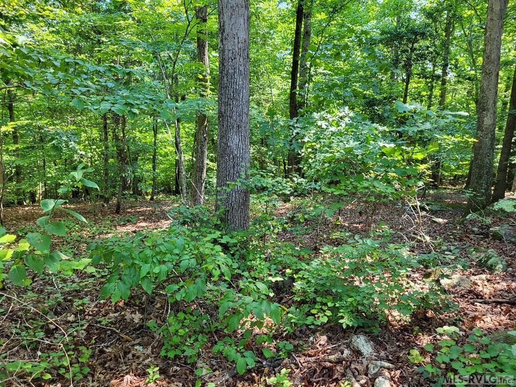 Residential Lot-Restricted,Unimproved Land at 0 Weanock Lane, Ebony VA 23845, Ebony, photo 4 of 9