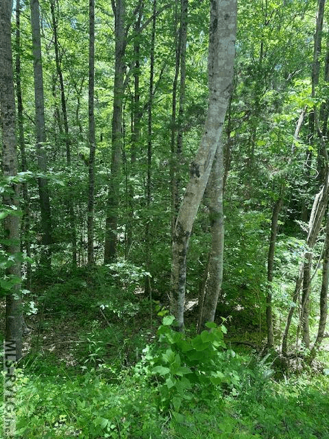 Acreage,Unimproved Land at 000 Belfield Rd, Freeman VA 23856, Freeman, photo 6 of 9