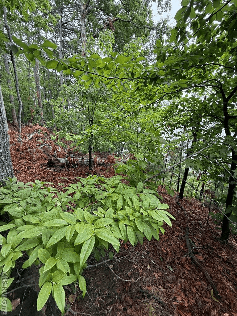 0 Edwards Ridge Rd., Littleton NC 27850 photo 19