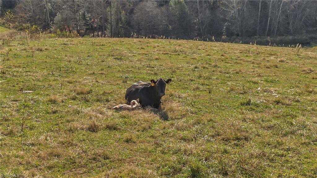 Unimproved Land at 000 Austin Traphill Road, Traphill NC 28685, photo 14 of 30