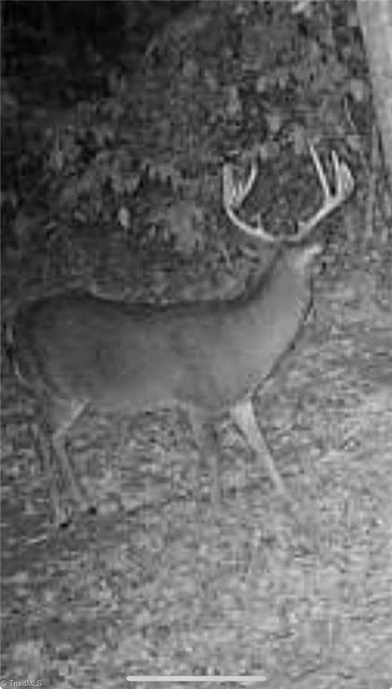 Unimproved Land at 000 Swaringen Road, Traphill NC 28685, photo 42 of 45