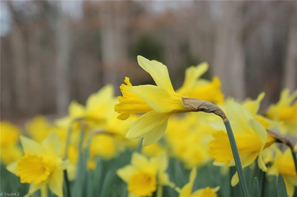 Agriculture at 469 Justamere Farm Road, Greensboro NC 27455, photo 15 of 36