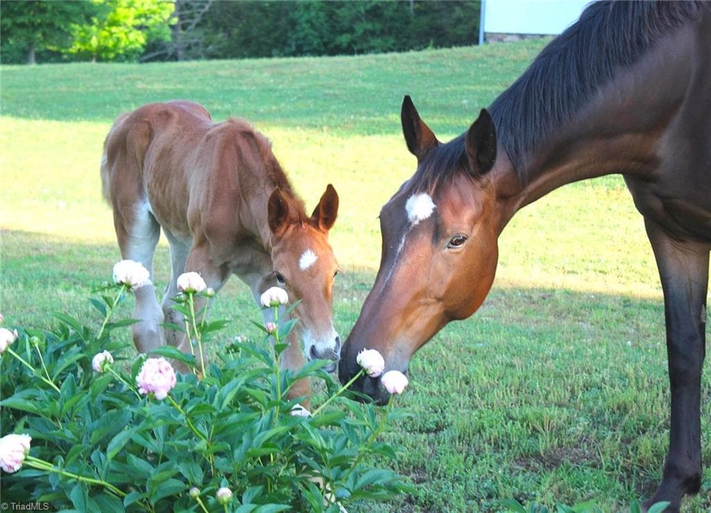 Agriculture at 469 Justamere Farm Road, Greensboro NC 27455, photo 11 of 36