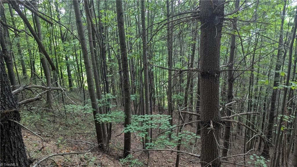 Unimproved Land at 1501 Buckwheat Road, McGrady NC 28649, photo 45 of 50