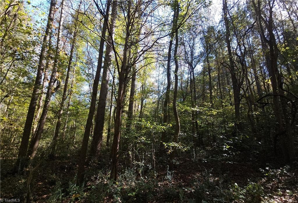Bottomland hardwood - 460 Mr Henry Road, Mocksville NC 27028, Mocksville