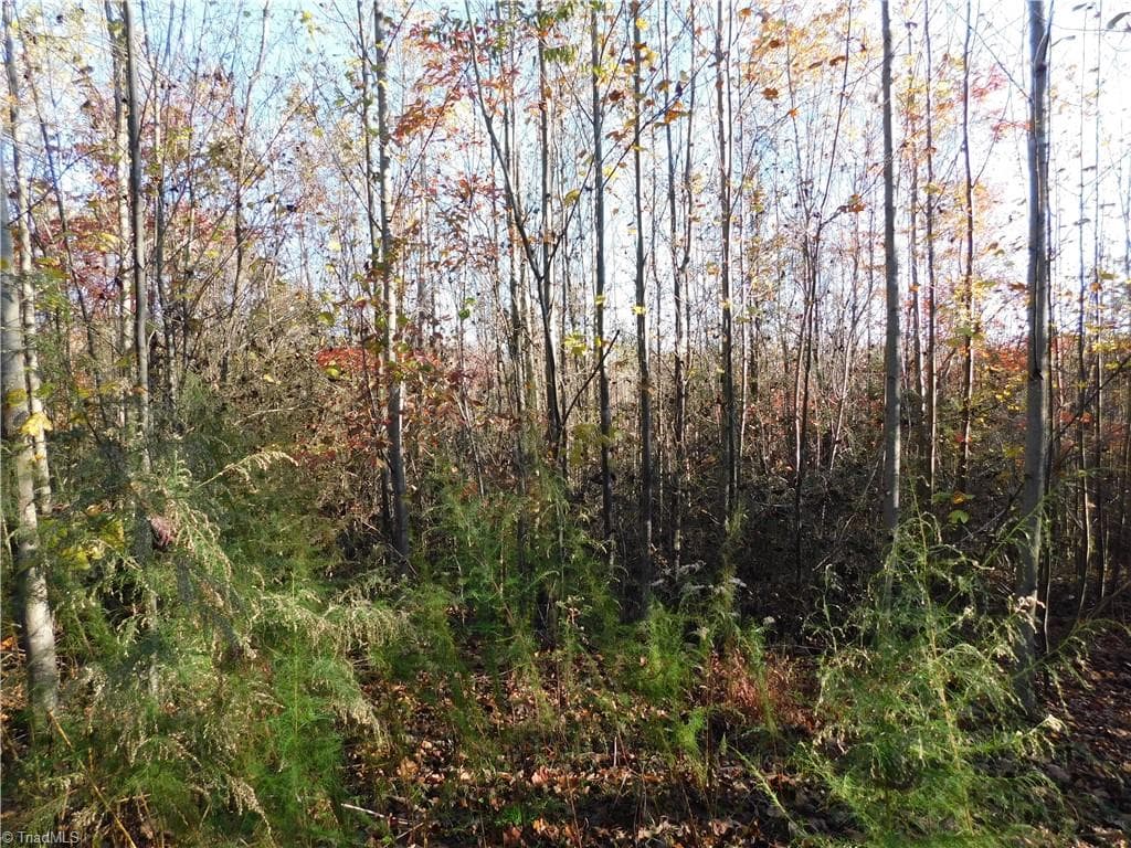 Unimproved Land at 00 Billings Hill Church Road, Traphill NC 28685, photo 24 of 38