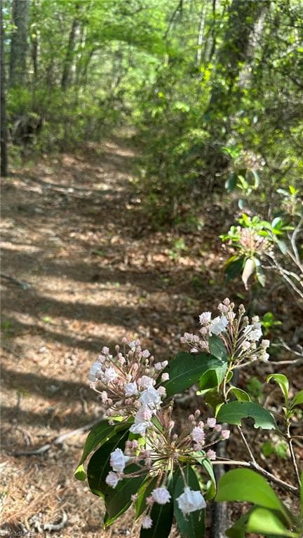 Unimproved Land at TBD Darnell Creek Road, Millers Creek NC 28651, photo 23 of 40