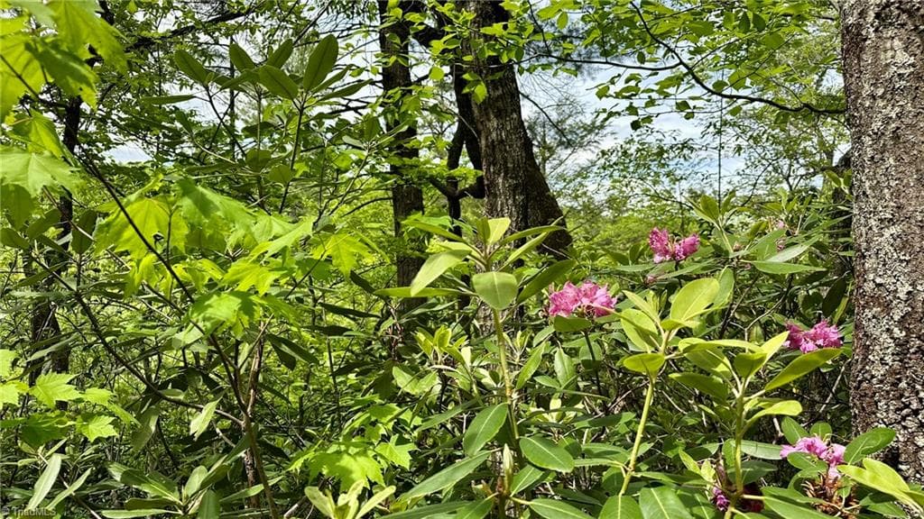 Unimproved Land at 000 N Old NC Highway 16, Millers Creek NC 28651, photo 12 of 20