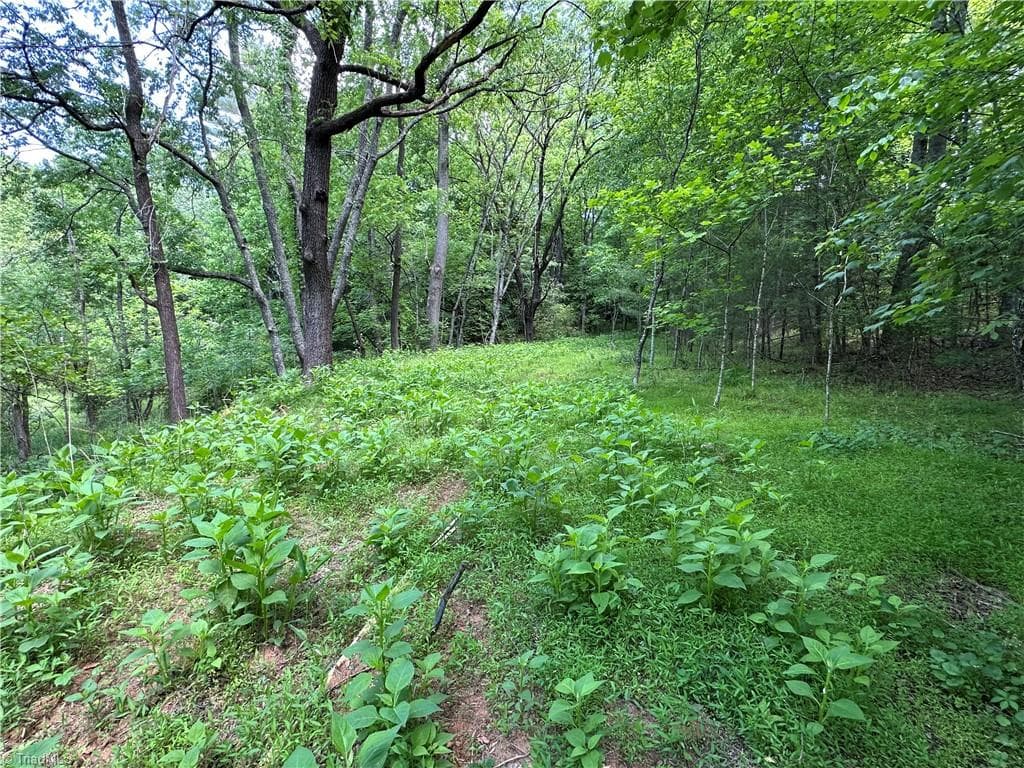 Unimproved Land at 248 Wiley Reynolds Road, Millers Creek NC 28651, photo 15 of 27