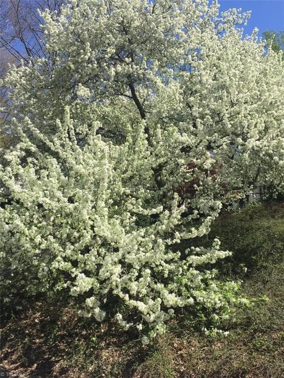 Springtime is breathtaking - 2822 Lazy Lane, Winston-Salem NC 27106, Winston-Salem