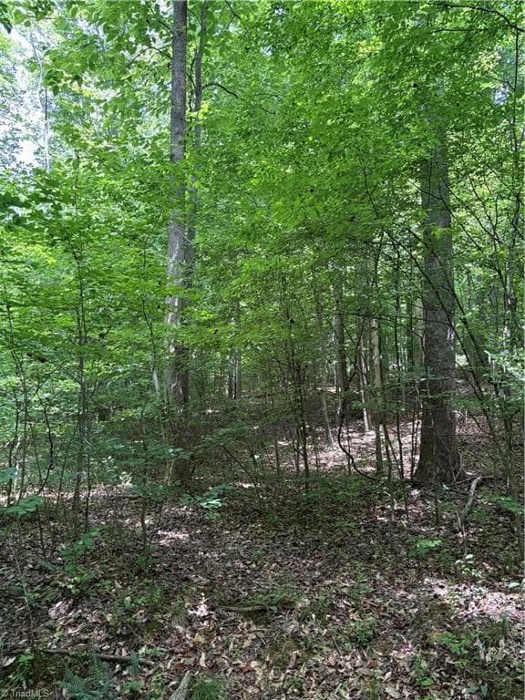 Looking up from Creek - 6455 Reubens Ridge Drive, Winston-Salem NC 27105, Winston-Salem