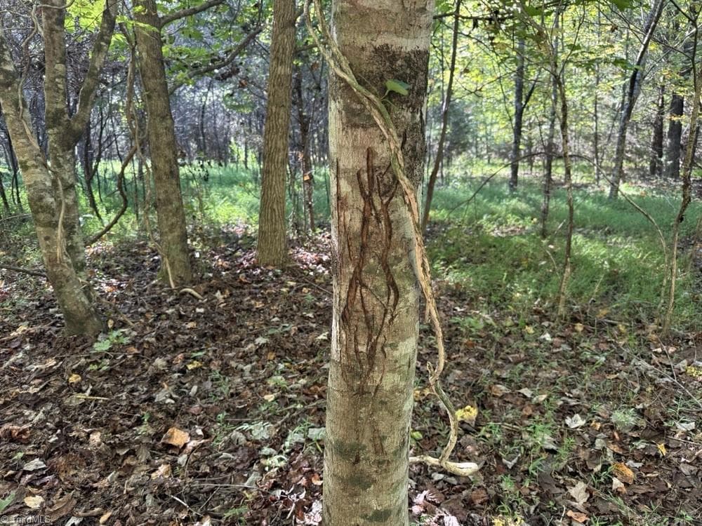 Unimproved Land at 0 Liberty Church Road, Yadkinville NC 27055, Yadkinville, photo 13 of 15