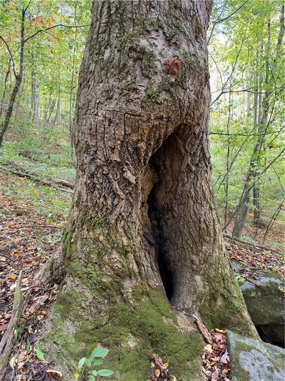 Unimproved Land at TBD Vannoy Ridge Road, Moravian Falls NC 28654, photo 13 of 46