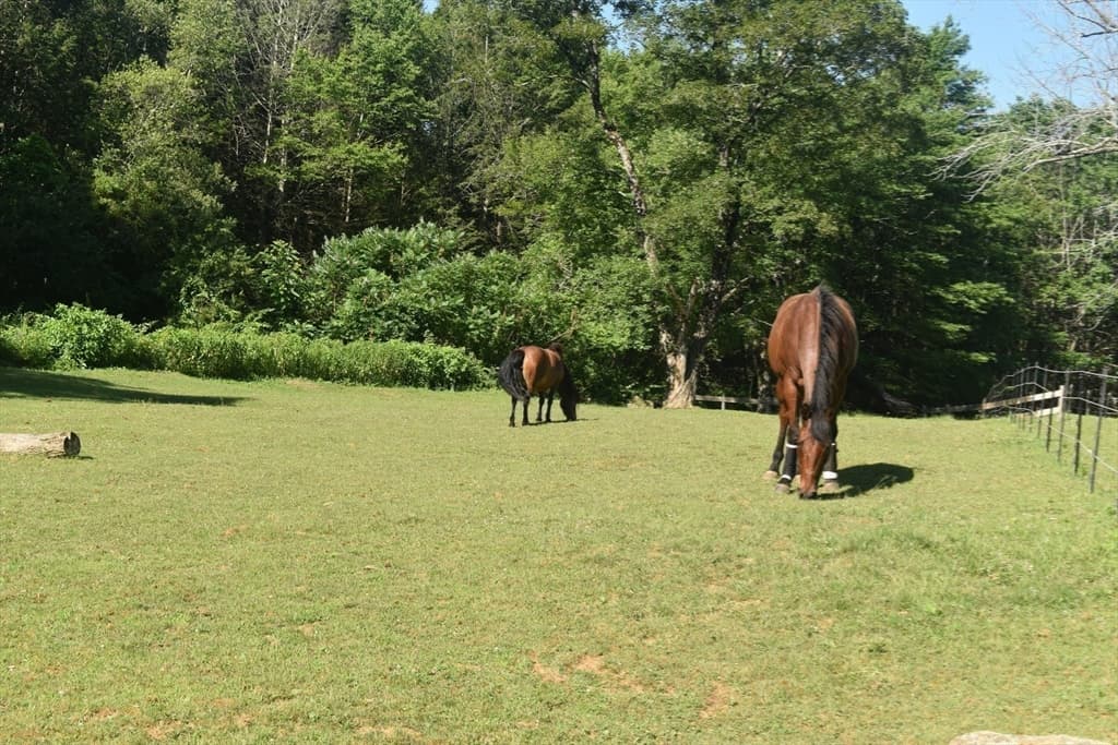 Equestrian at 111 Northwest Road, Spencer MA 01562, photo 34 of 42