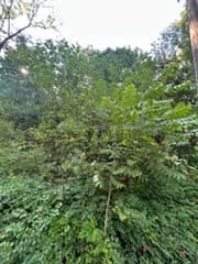 Residential at 329 Crawford St, Northborough MA 01532, Northborough, photo 5 of 6