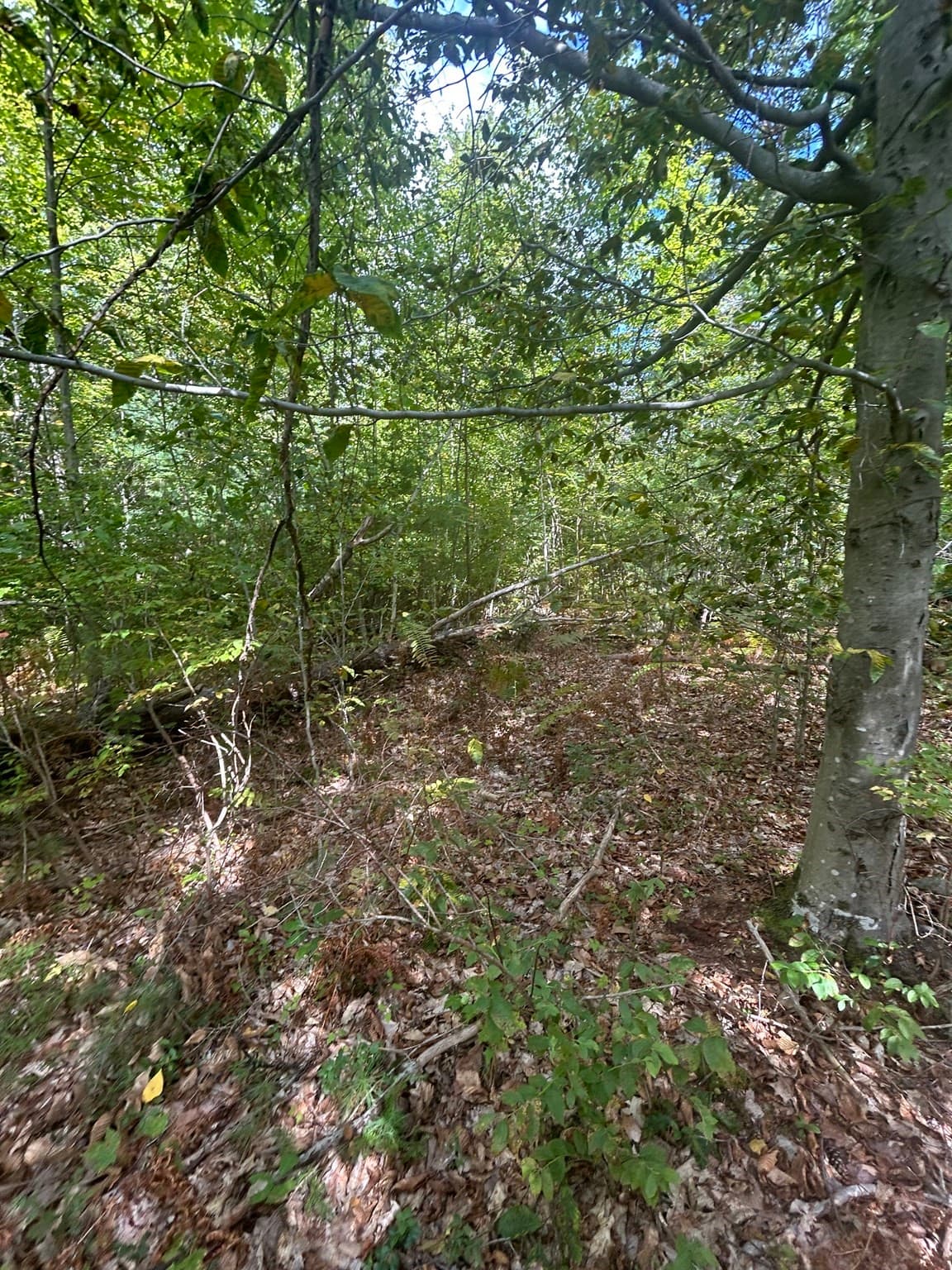 Land at 531 Mason Rd, Ashby MA 01431, Ashby, photo 3 of 12