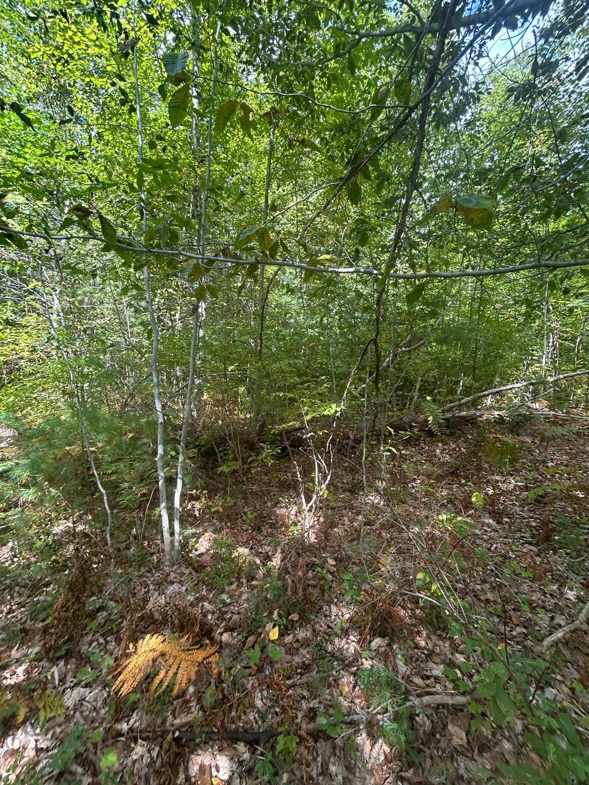 Land at 531 Mason Rd, Ashby MA 01431, Ashby, photo 4 of 12