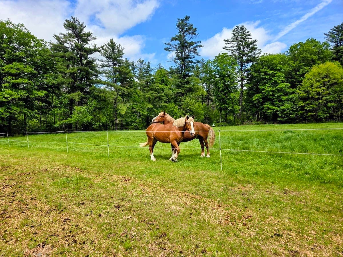Farm at 130 West Rd, Petersham MA 01366, photo 38 of 42