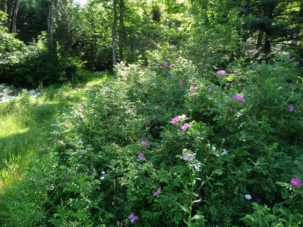 Single Family Residence at 30 River Rd, Middlefield MA 01050, photo 18 of 25