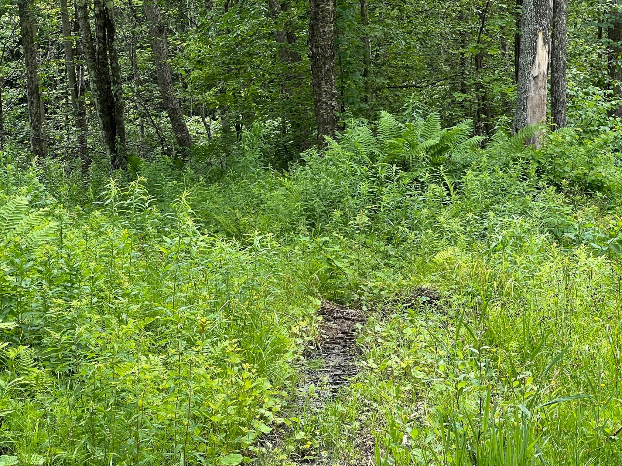 Lot 21 Becket Rd, Middlefield MA 01243