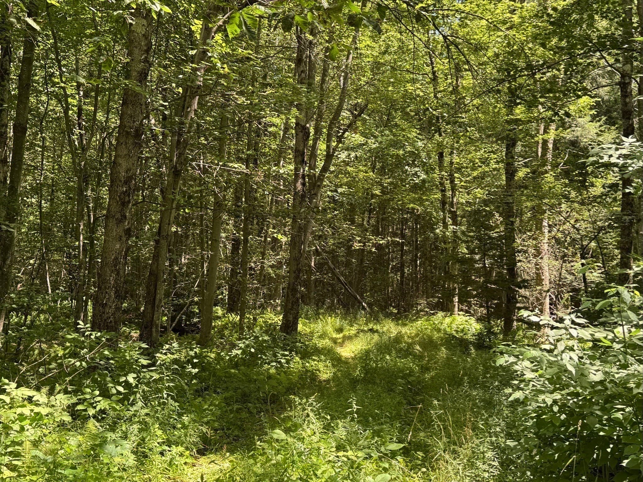 Residential at Lot 13 Algerie Rd, Otis MA 01253, photo 16 of 17