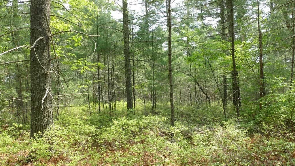 10 Jefferson Way, Carver MA 02330 photo 39