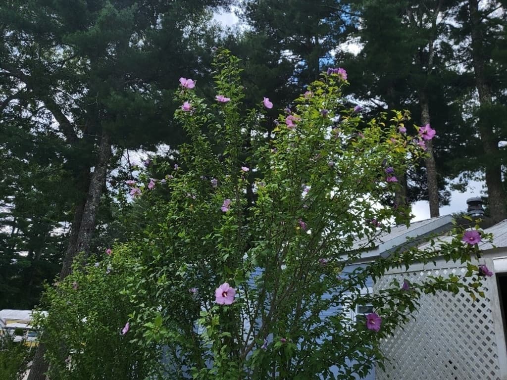 6 Forestdale Drive, Halifax MA 02338 photo 17