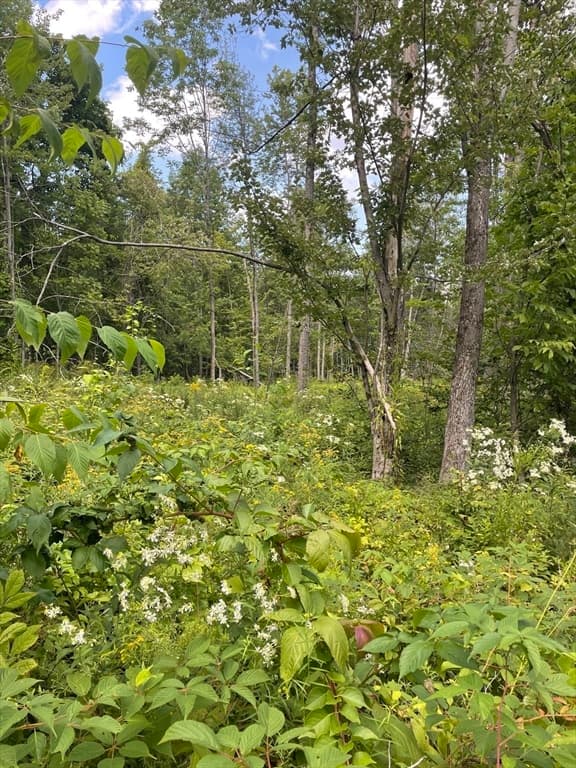 Residential at 208 Erickson Rd, Ashby MA 01431, Ashby, photo 4 of 7