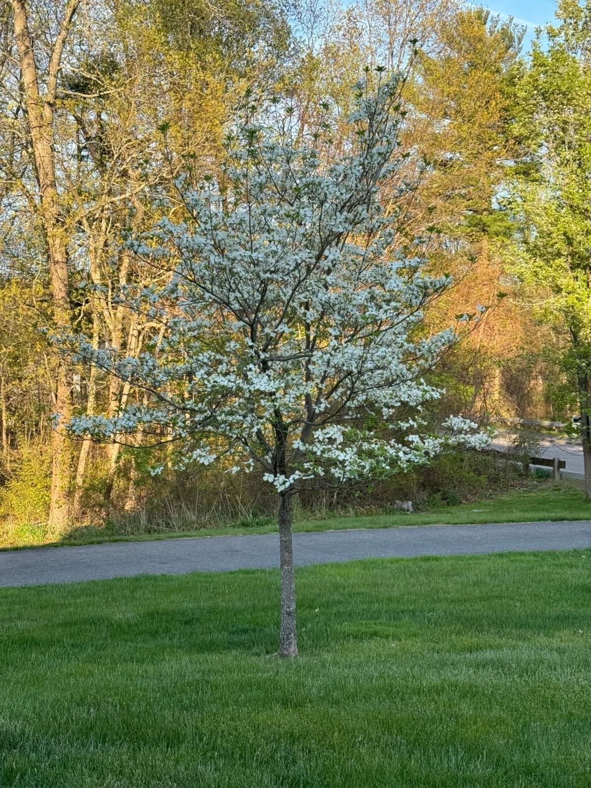 Single Family Residence at 14 Orchard Ln, Abington MA 02351, Abington, photo 31 of 35