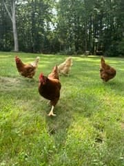 Single Family Residence at 14 Lucas St, Carver MA 02330, Carver, photo 37 of 38