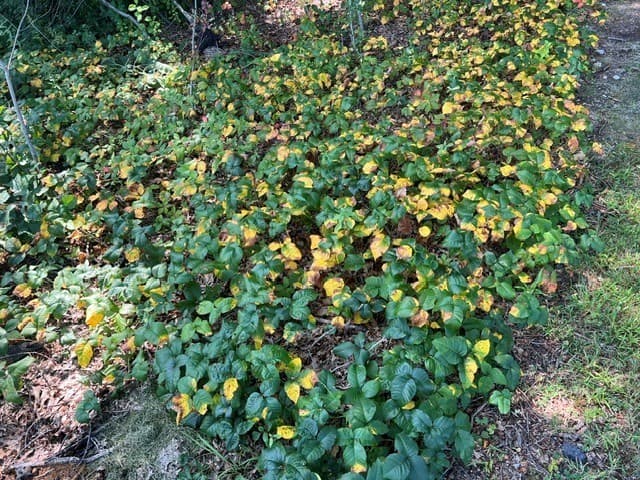 51 Pleasant Street, Greenville NH 03048