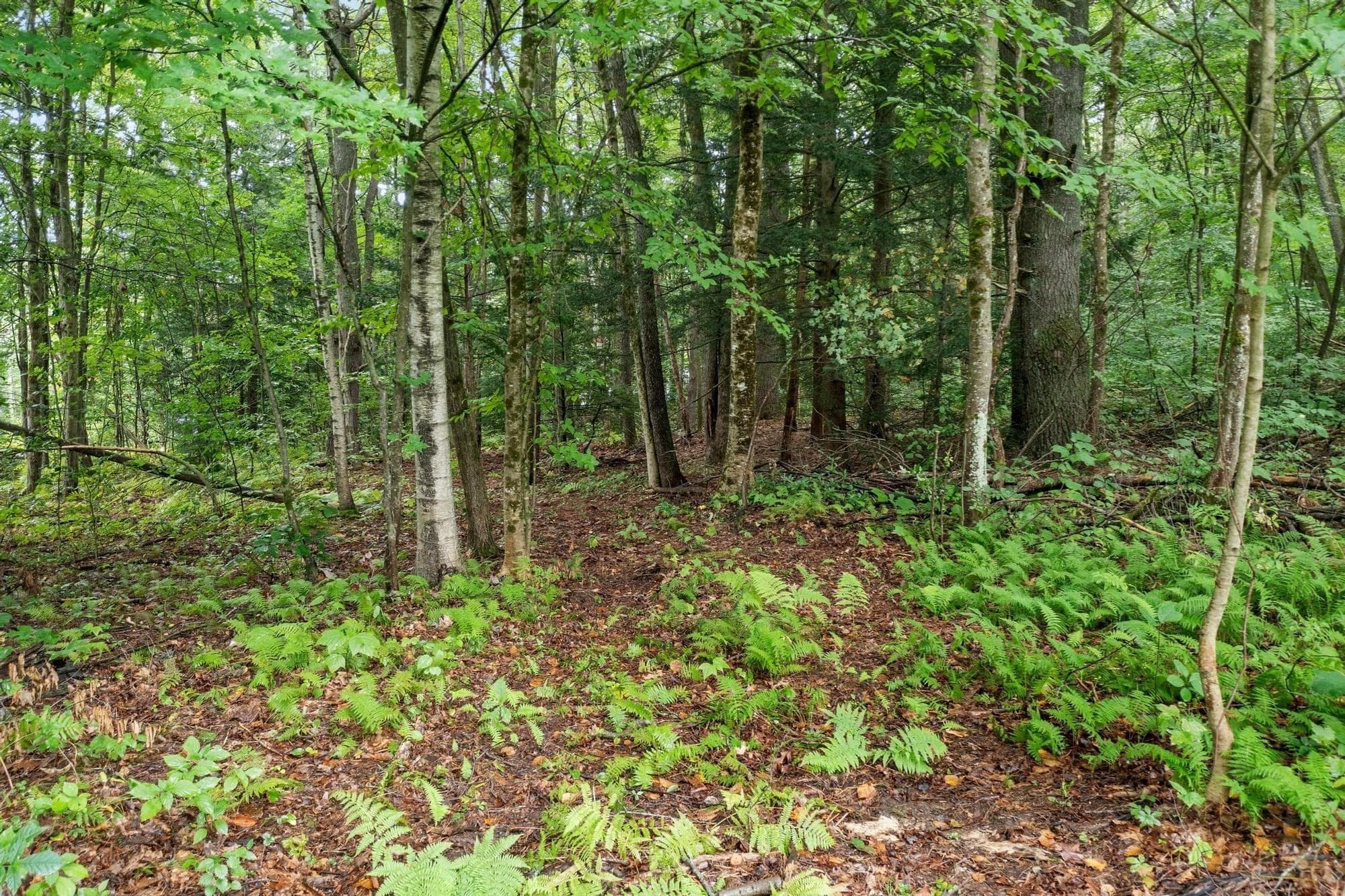 Residential at 0 Wendell Road, Shutesbury MA 01072, Shutesbury, photo 6 of 7