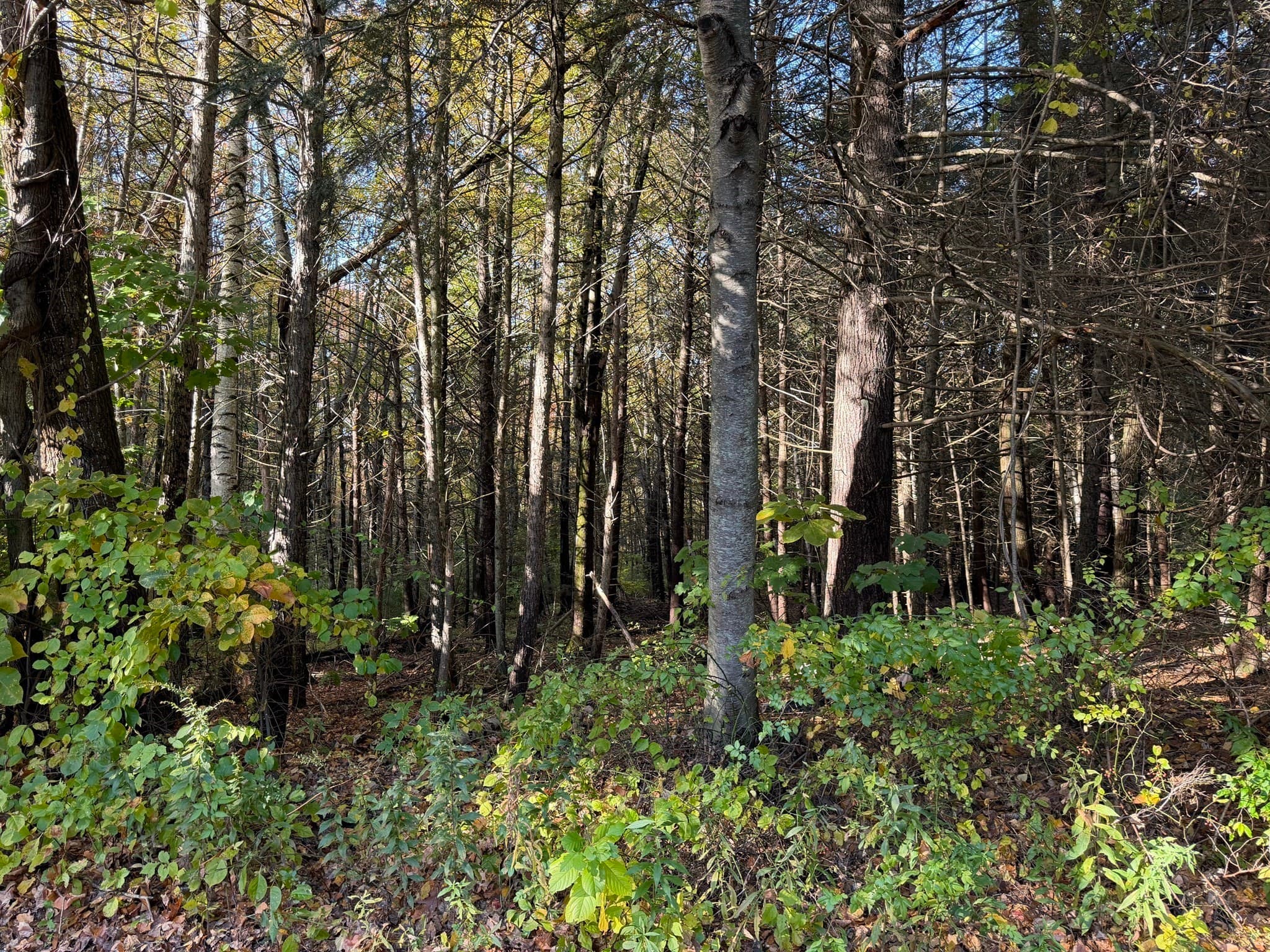 Agriculture at 0 Pine Cone Lane Lot 28, Ludlow MA 01056, Ludlow, photo 3 of 6