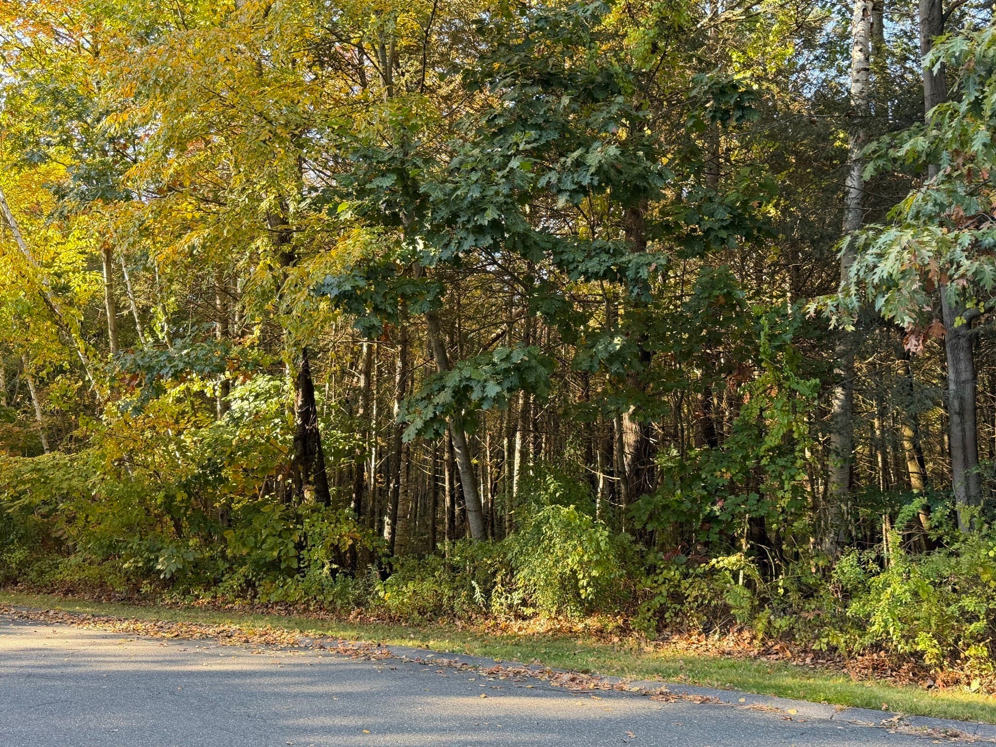 Agriculture at 0 Pine Cone Lane Lot 28, Ludlow MA 01056, Ludlow, photo 4 of 6