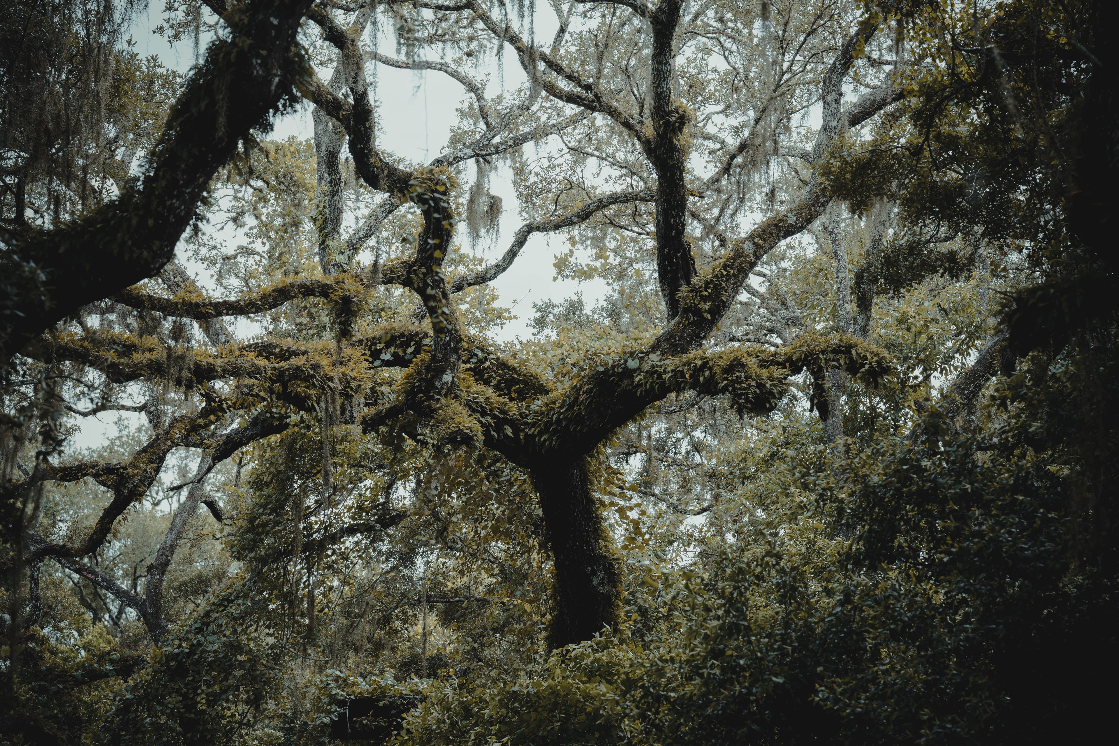 Spring Hill