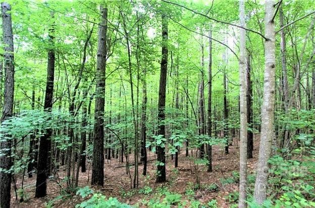 Lot at Rutherfordton, photo 6 of 15