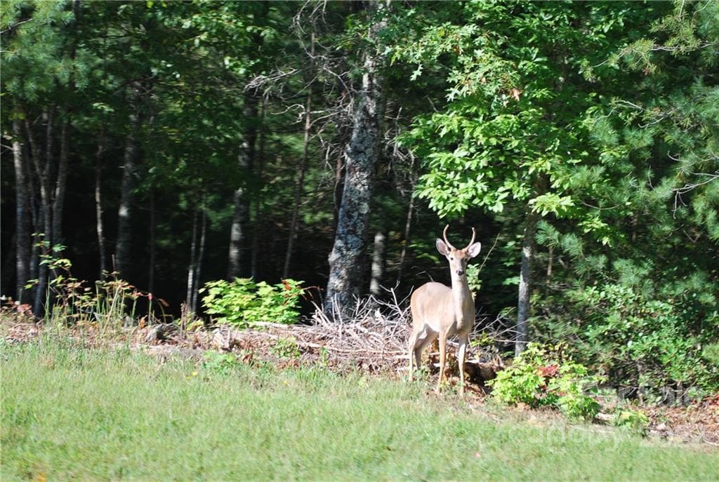 Lot at Nebo, photo 16 of 29