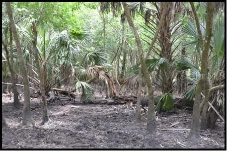Hunting Stand - 7019 CROOKED CREEK LN, ZOLFO SPRINGS