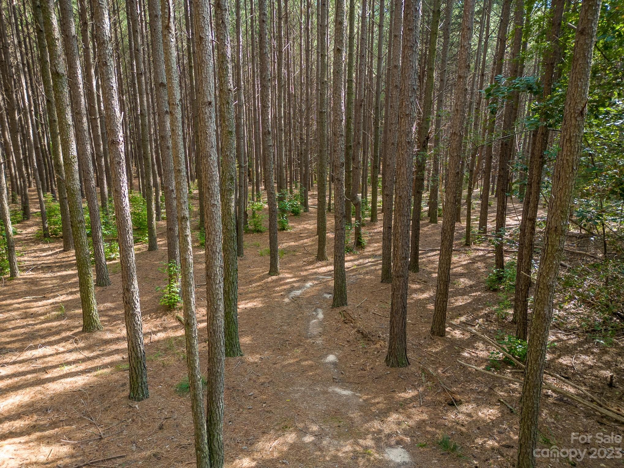 Incredible stand of Loblolly Pines for your pleasure or to log. - 2756 Peachtree Road, Statesville