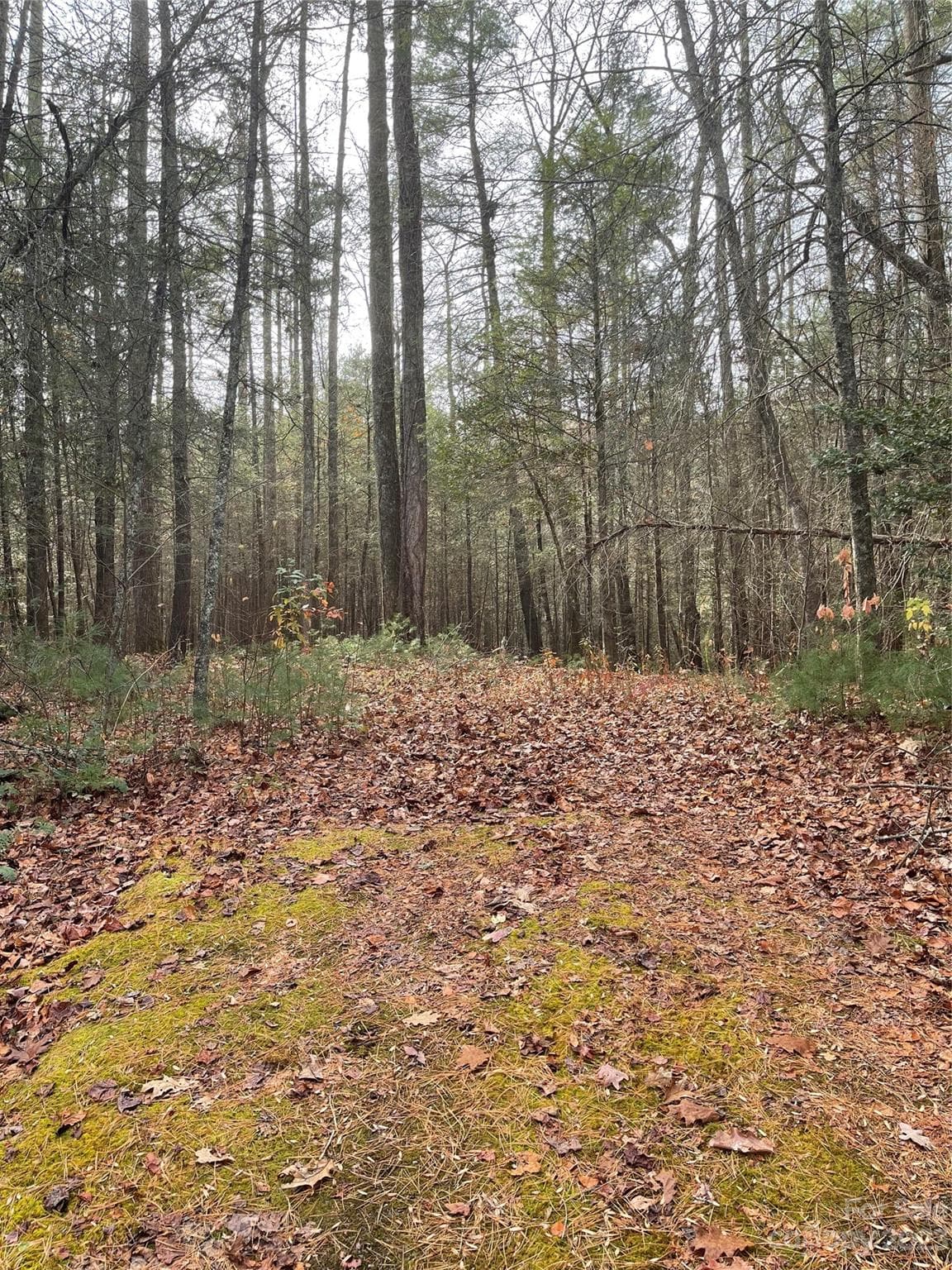 Lot at 50 Mountain Escape Drive, Zirconia, photo 4 of 4
