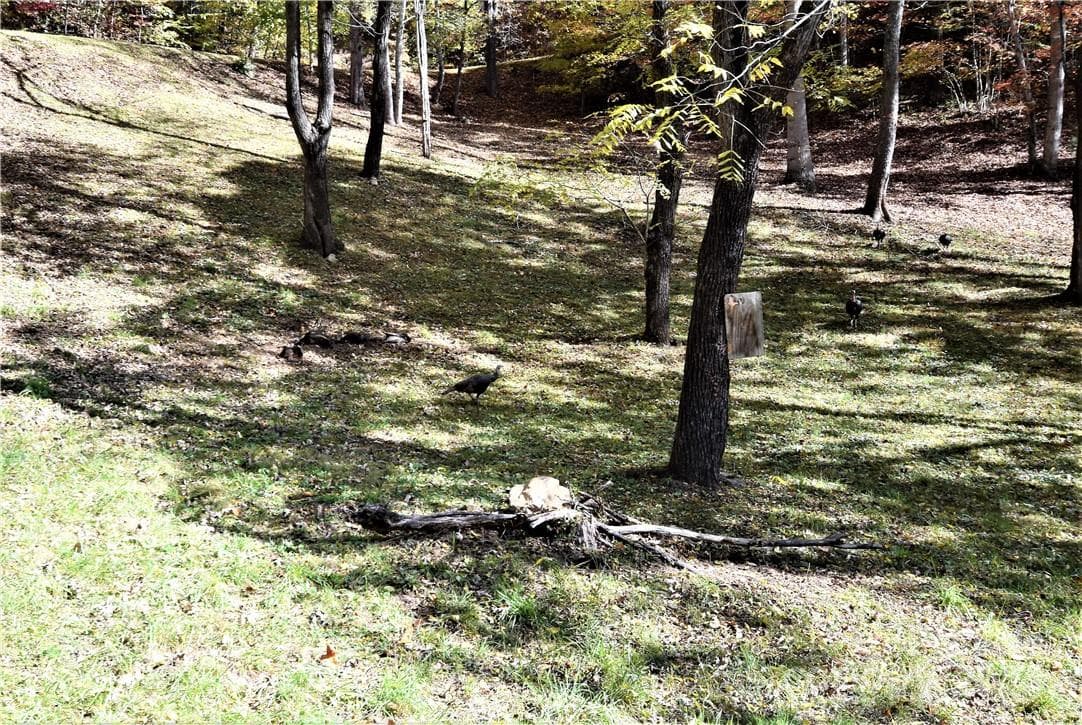 Neighborhood Turkeys - Waynesville