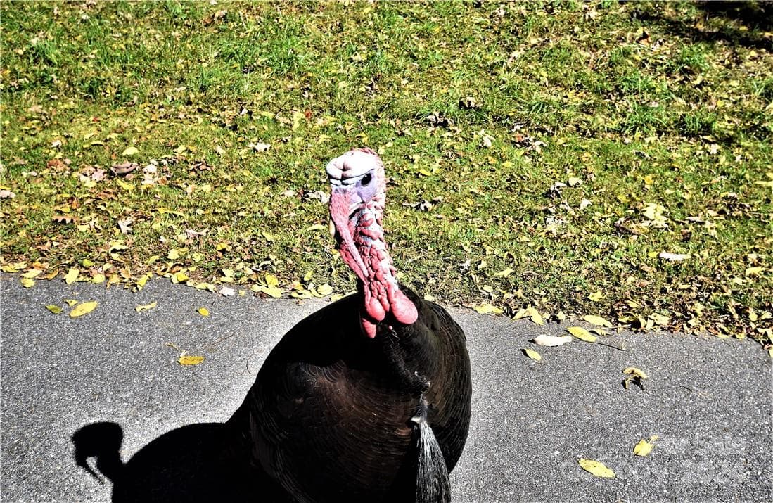 Mr. Tom Turkey - Waynesville