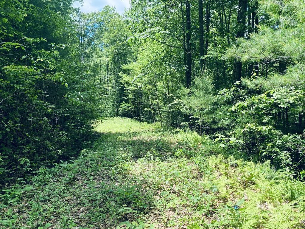 Lot at 34 Grouse Haven Lane, Sylva, photo 7 of 32