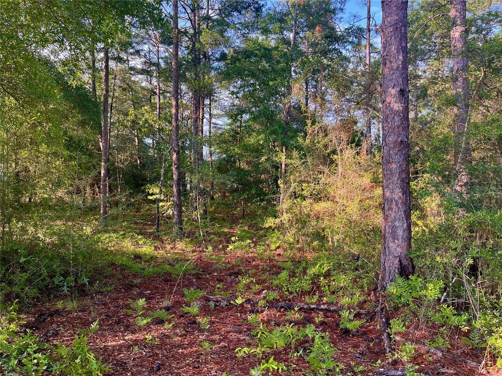 Land at PINETREE LN, DEFUNIAK SPRINGS, photo 10 of 40