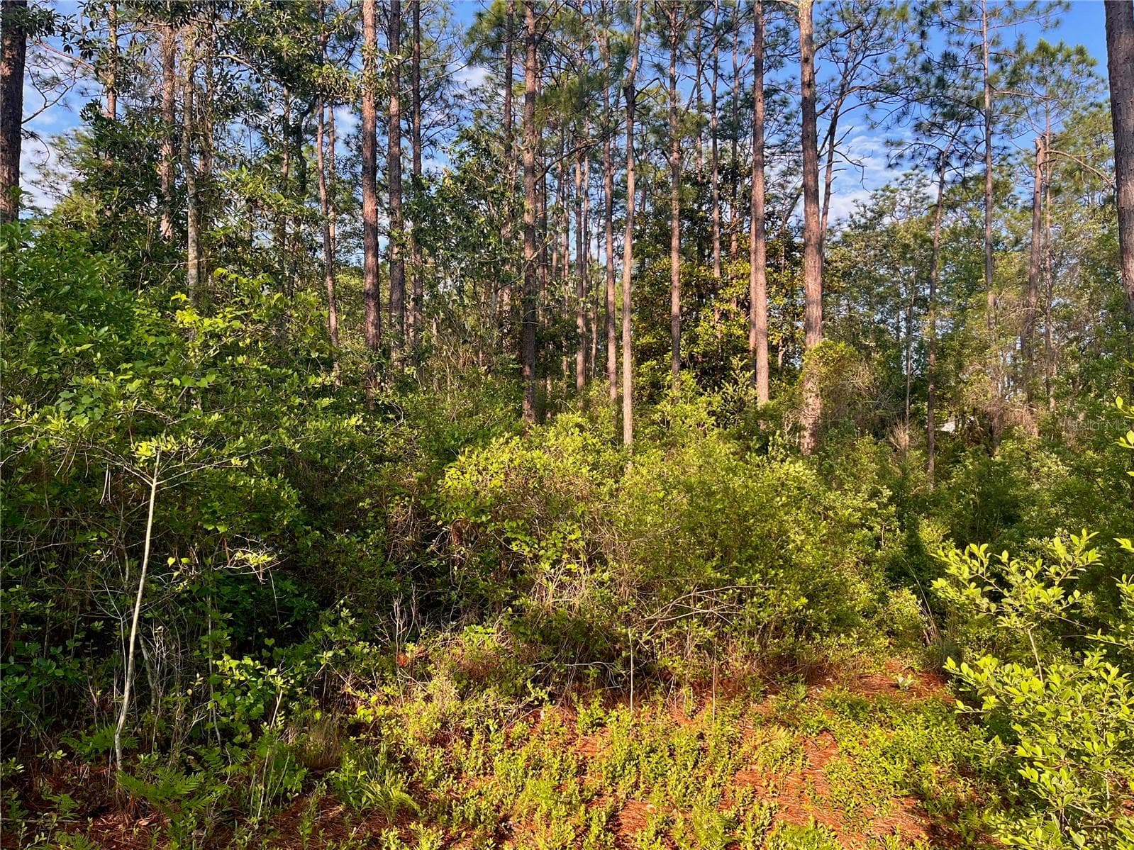 Land at PINETREE LN, DEFUNIAK SPRINGS, photo 12 of 40